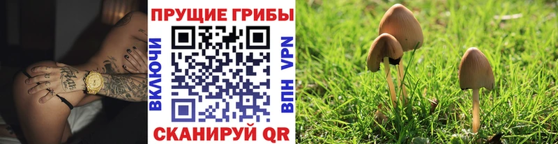 Псилоцибиновые грибы Psilocybe  Красный Кут 